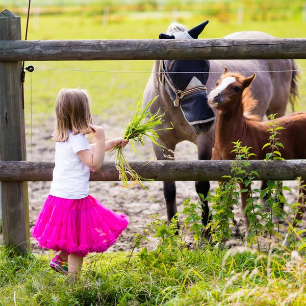 Meisje baby paard voederen op ranch — Stockfoto