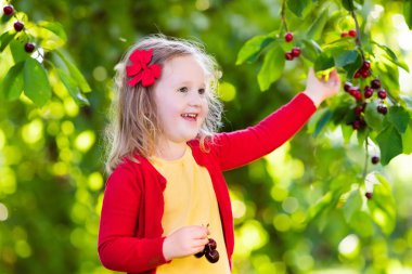 Küçük kız kiraz meyve bahçesinde toplama