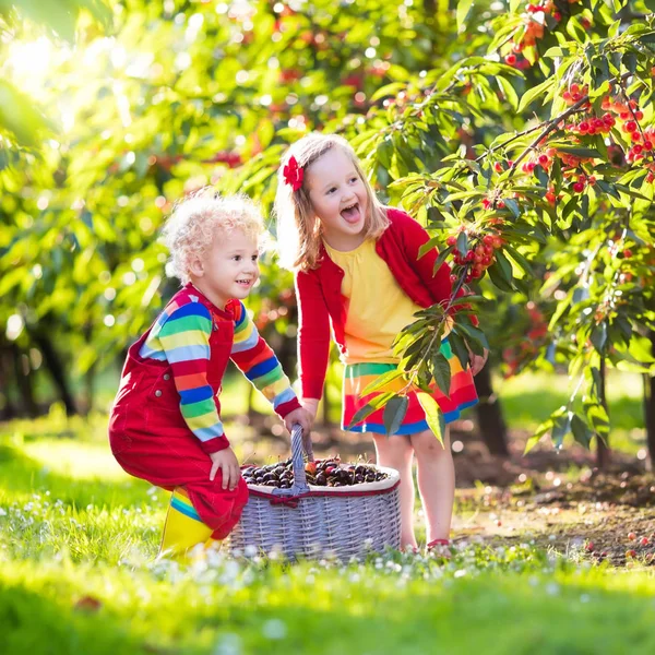 Niños recogiendo cereza en un huerto de frutales — Foto de Stock