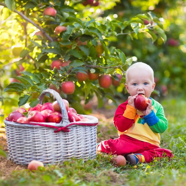 Bayi laki-laki memetik apel di kebun buah — Stok Foto