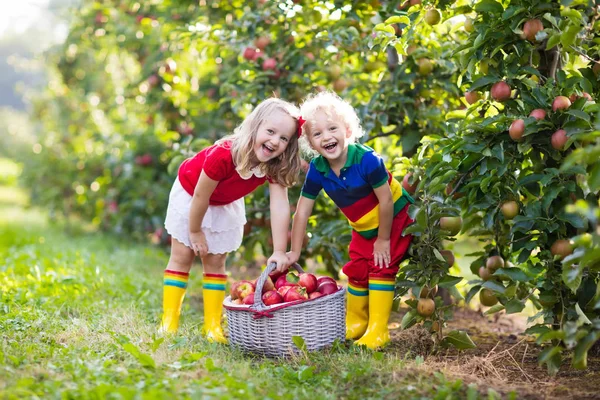 Niños recogiendo manzanas en el jardín de frutas — Foto de Stock