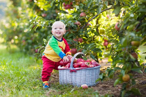 Bayi laki-laki memetik apel di kebun buah — Stok Foto