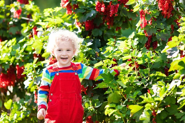 Little boy picking red currant berry — Stock Photo, Image