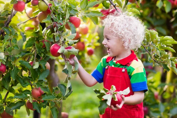 Little boy picking apple in fruit garden — Stock Photo, Image