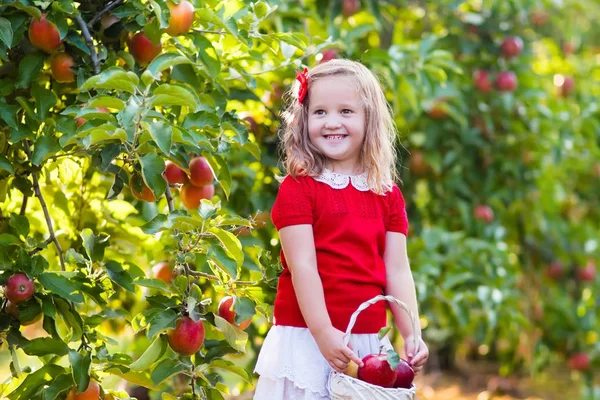 Menina colhendo maçãs no jardim de frutas — Fotografia de Stock