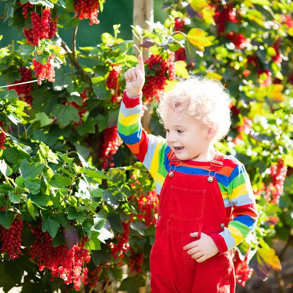 Malý chlapec výdeje červeného rybízu berry — Stock fotografie