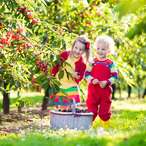 Des enfants cueillent des cerises dans un jardin fruitier — Photo