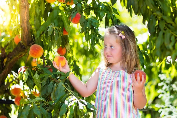 Child picking and eating peach from fruit tree — Stock Photo, Image