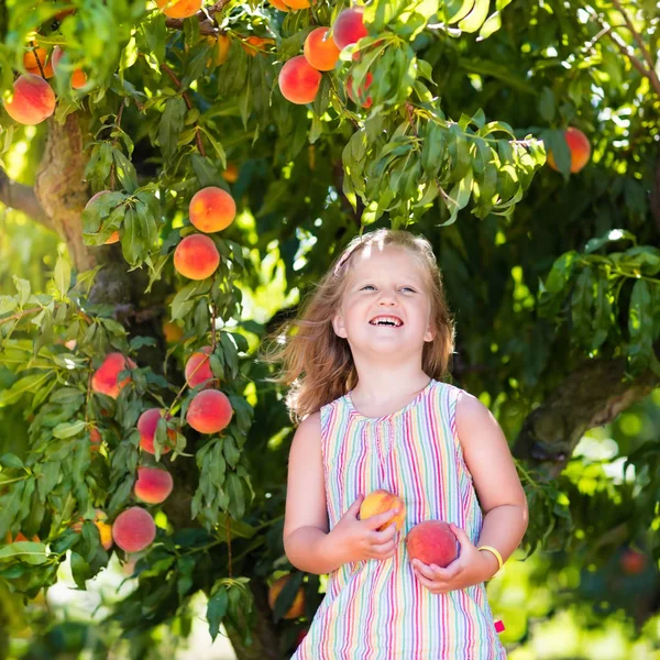 Kind plukken en eten van de perzik van fruitboom — Stockfoto