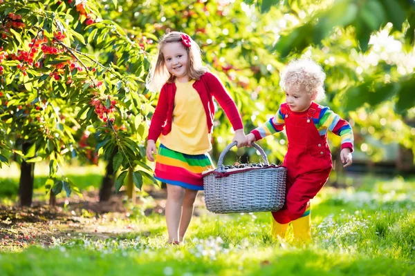 Crianças pegando cereja em um jardim de fazenda de frutas — Fotografia de Stock