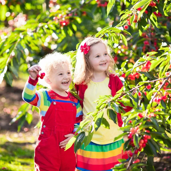 Děti sbíráme cherry na ovocné farmě zahrada — Stock fotografie