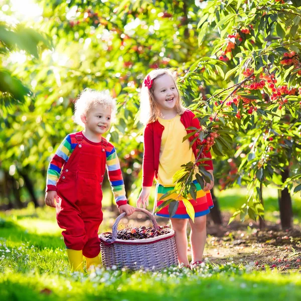 Copii cules de cireşe pe o grădină de fructe de ferma — Stockfoto