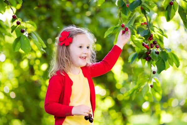 Gadis kecil memetik ceri di kebun buah — Stok Foto