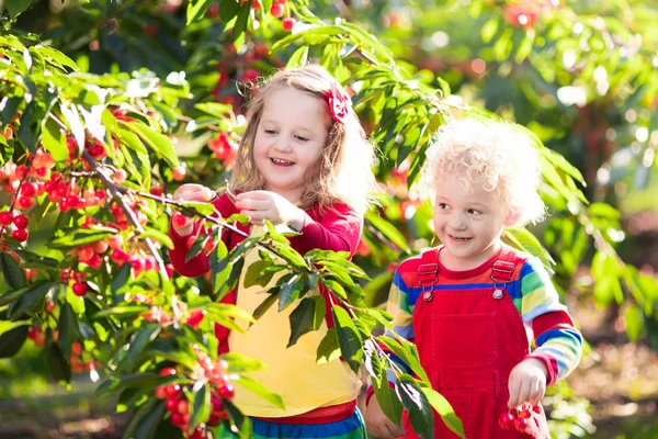 Děti sbíráme cherry na ovocné farmě zahrada — Stock fotografie