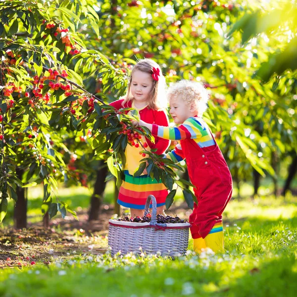 Kinder pflücken Kirschen im Obstbauerngarten — Stockfoto