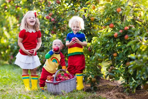 Kinder pflücken Äpfel im Obstgarten — Stockfoto