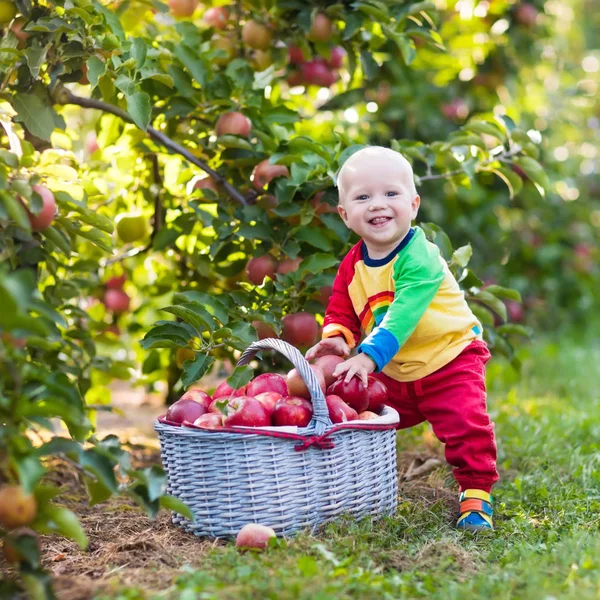 Baby pojke plocka äpplen i fruktträdgård — Stockfoto