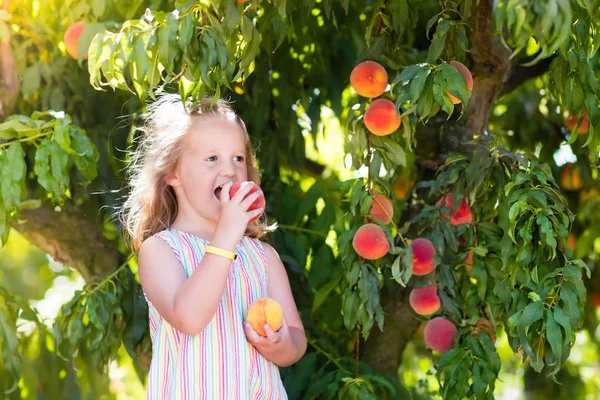 Criança colhendo e comendo pêssego da árvore de frutas — Fotografia de Stock