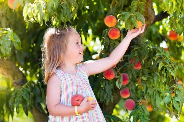Criança colhendo e comendo pêssego da árvore de frutas — Fotografia de Stock