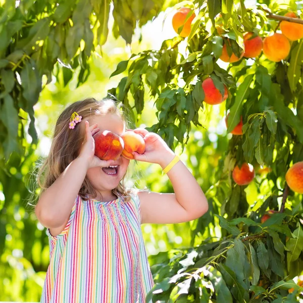 Anak memetik dan makan buah persik dari pohon buah — Stok Foto