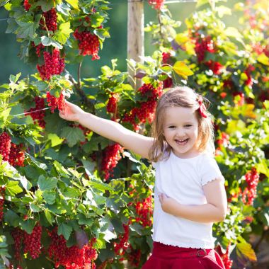 Küçük kız bahçede Frenk üzümü toplama