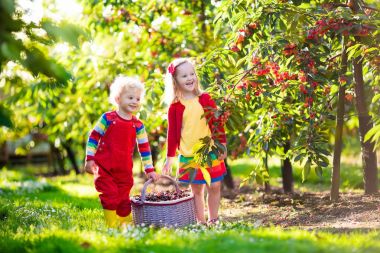 Bahçe kiraz meyve üzerinde toplama çocuklar çiftlik