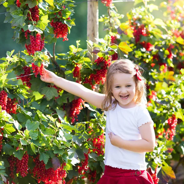 Ragazzina raccogliendo ribes rosso in giardino — Foto Stock