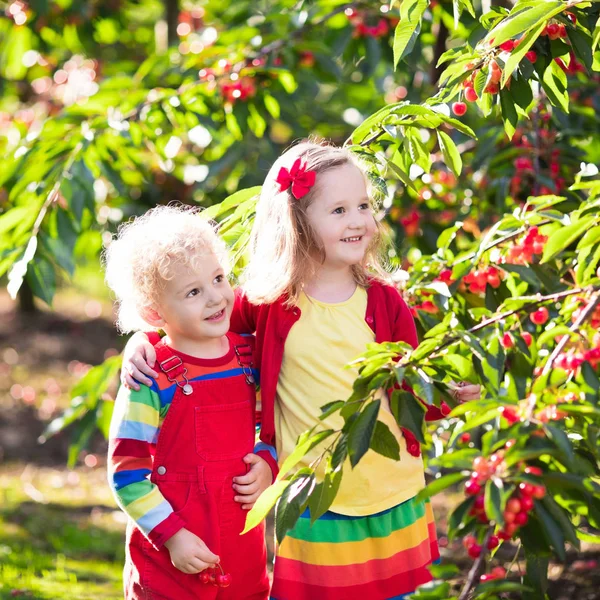 Gyerekek cherry picking a gyümölcs farm kert — Stock Fotó