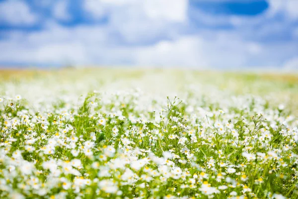 Campo de flores de margarida em verão — Fotografia de Stock