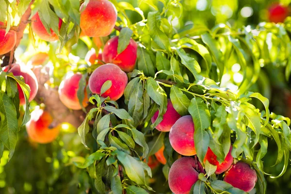 Verse rijpe perzik op boom in zomer boomgaard — Stockfoto