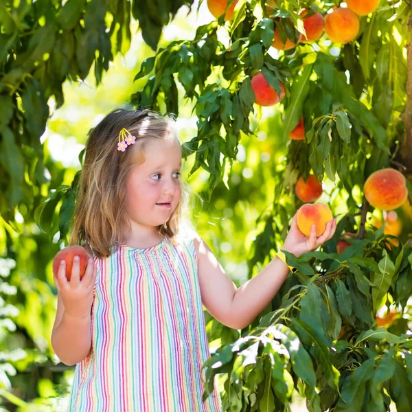 Recoger y comer melocotón del árbol frutal — Foto de Stock