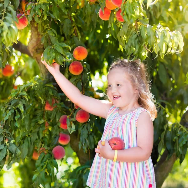 Criança colhendo e comendo pêssego da árvore de frutas — Fotografia de Stock