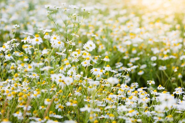 Fält av daisy blommor på sommaren — Stockfoto