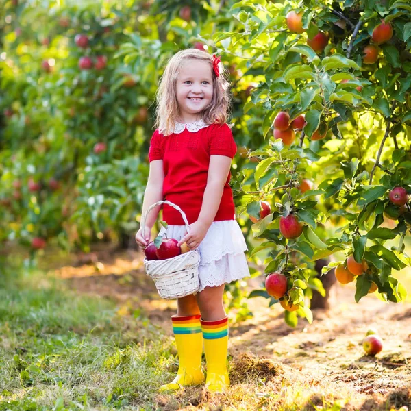 Gadis kecil memetik apel di kebun buah — Stok Foto