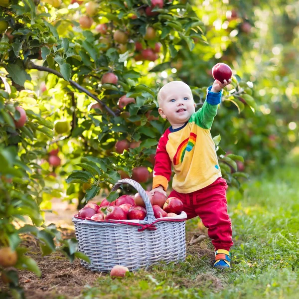 Niño recogiendo manzanas en el jardín de frutas — Foto de Stock
