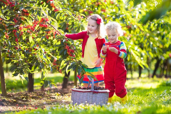 Děti sbíráme cherry na ovocné farmě zahrada — Stock fotografie