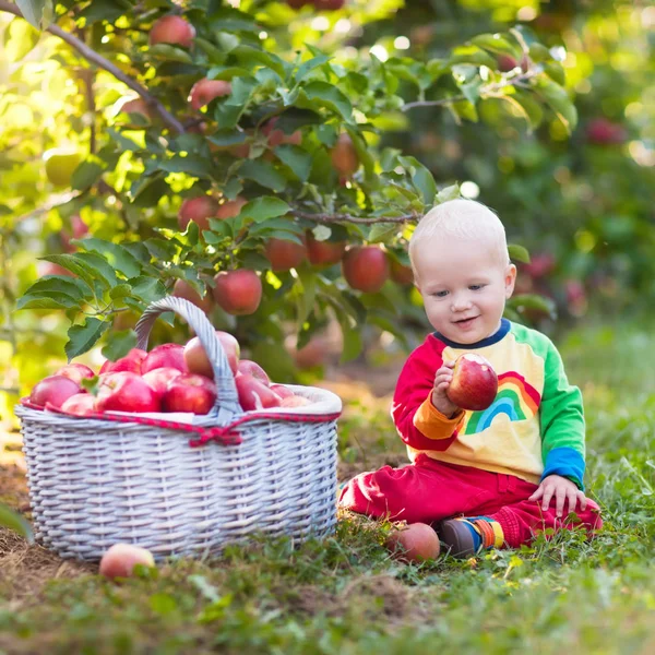 Bambino raccogliendo mele nel giardino di frutta — Foto Stock