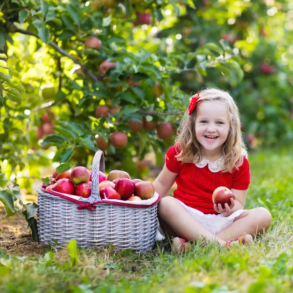 Mała dziewczynka zbieranie jabłek w ogrodzie owoców — Zdjęcie stockowe
