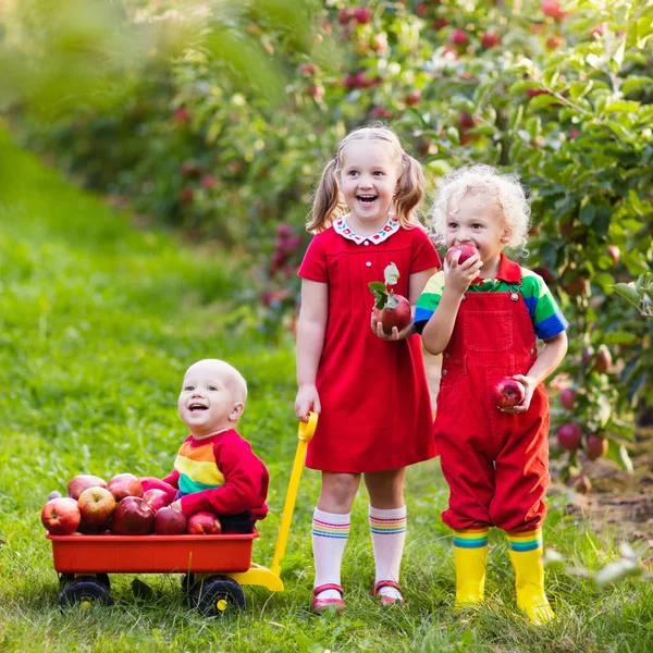 Anak-anak memetik apel di kebun buah — Stok Foto