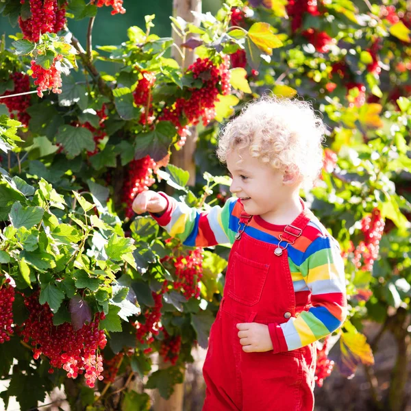 Küçük çocuk malzeme çekme Frenk üzümü berry — Stok fotoğraf