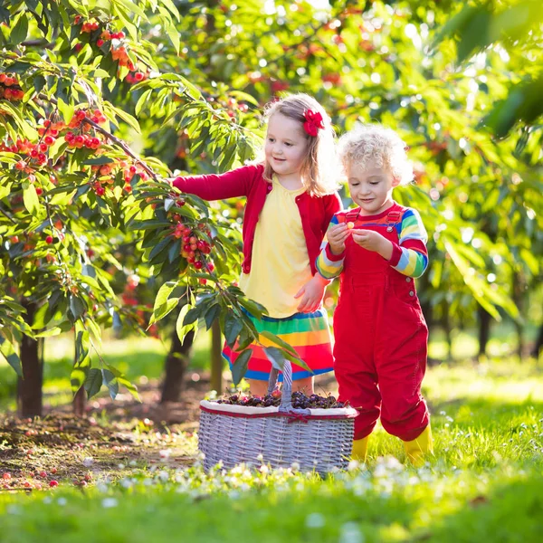 Děti sbíráme cherry na ovocné farmě zahrada — Stock fotografie