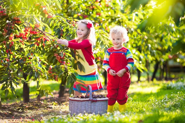 Crianças pegando cereja em um jardim de fazenda de frutas — Fotografia de Stock