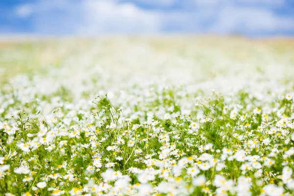 Campo de flores de margarida em verão — Fotografia de Stock