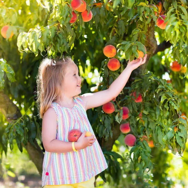 Anak memetik dan makan buah persik dari pohon buah — Stok Foto