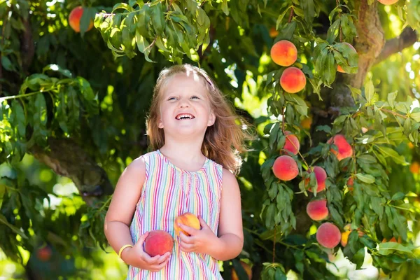 Child picking and eating peach from fruit tree — Stock Photo, Image