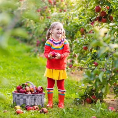 Küçük kız malzeme çekme elma meyve bahçesinde