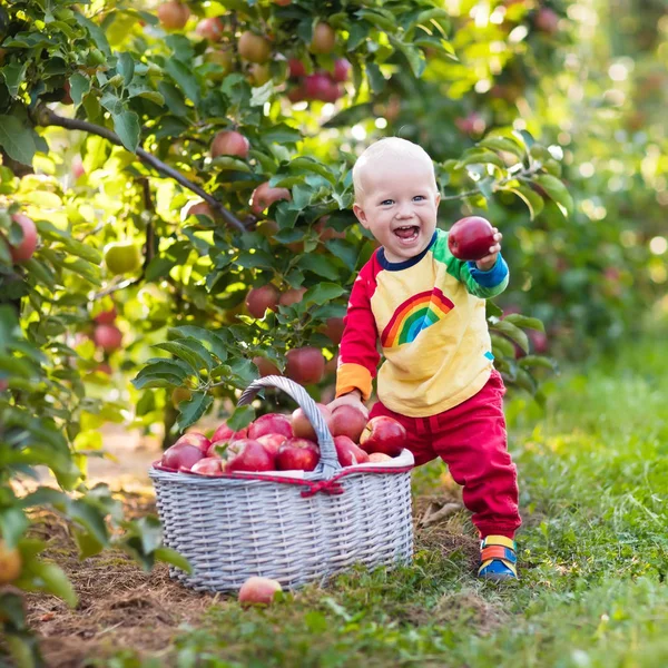Baby pojke plocka äpplen i fruktträdgård — Stockfoto