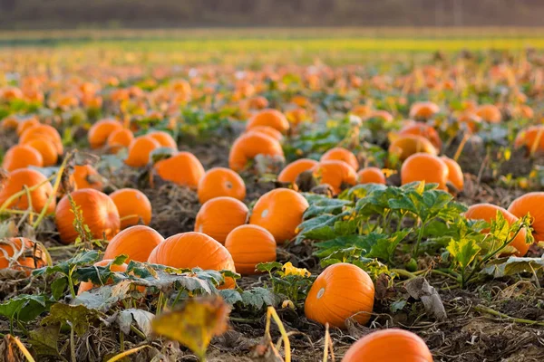 Parche de calabaza en la granja —  Fotos de Stock