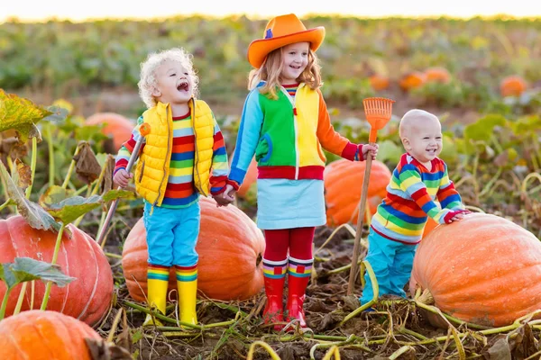 Niños recogiendo calabazas en el parche de calabaza de Halloween —  Fotos de Stock