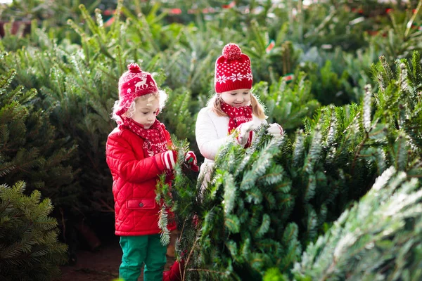 Kinder wählen Weihnachtsbaum aus. Familie kauft Weihnachtsbaum. — Stockfoto